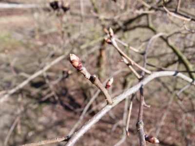 Exochorda serratifolia - hroznovec pilolistý - pupen